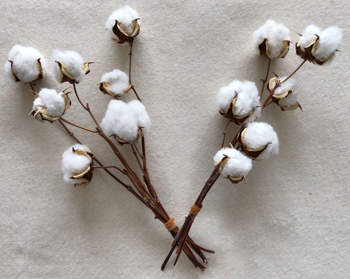 綿栽培の疑問を解決する