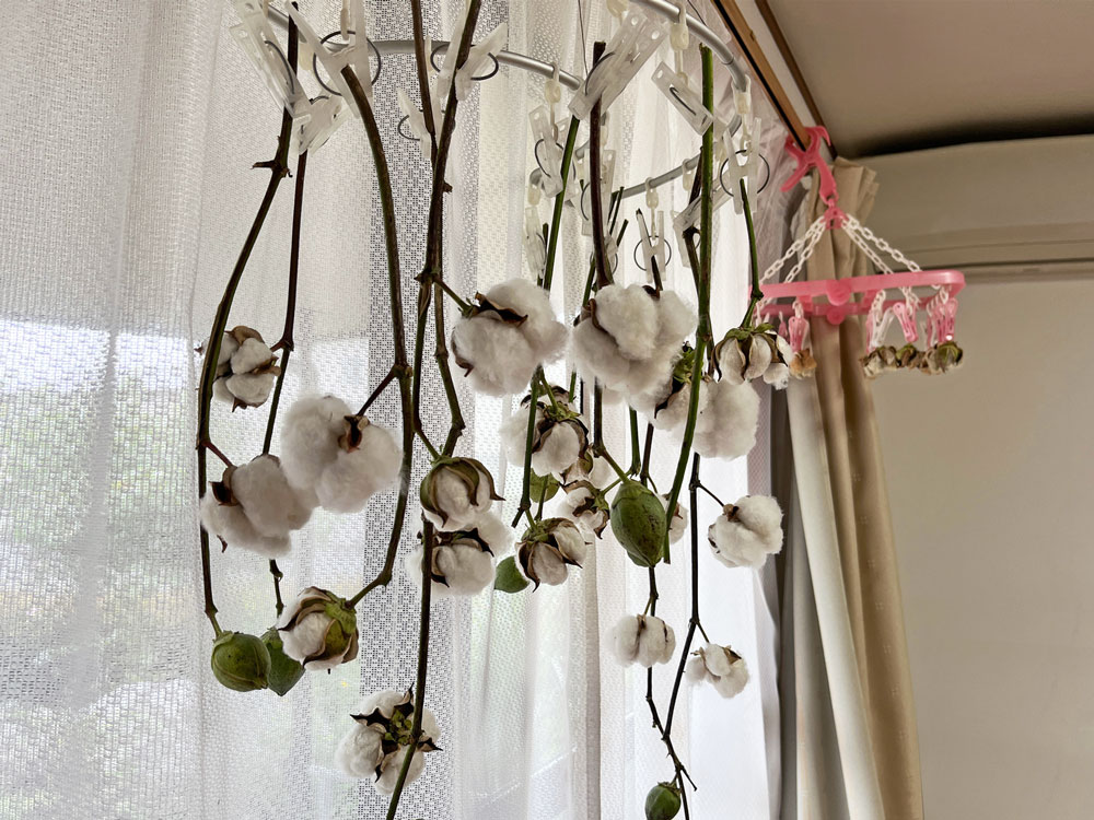綿花の部屋干し