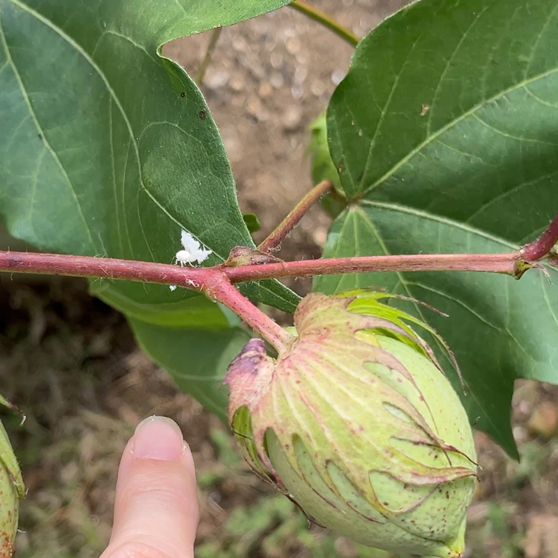 アミガサハゴロモに要注意